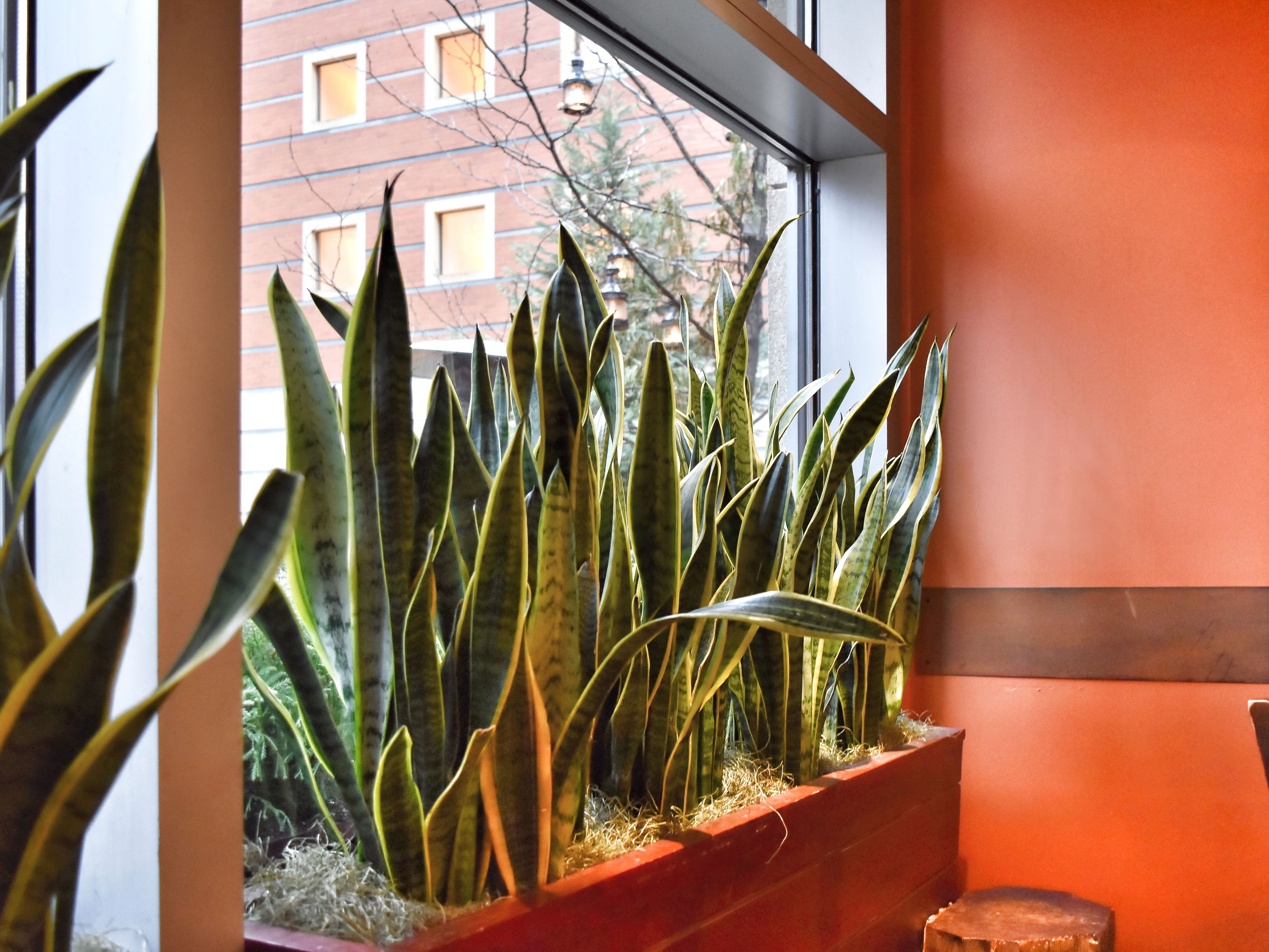 Air Purifying Plants: What 12 Studies Actually Reveal